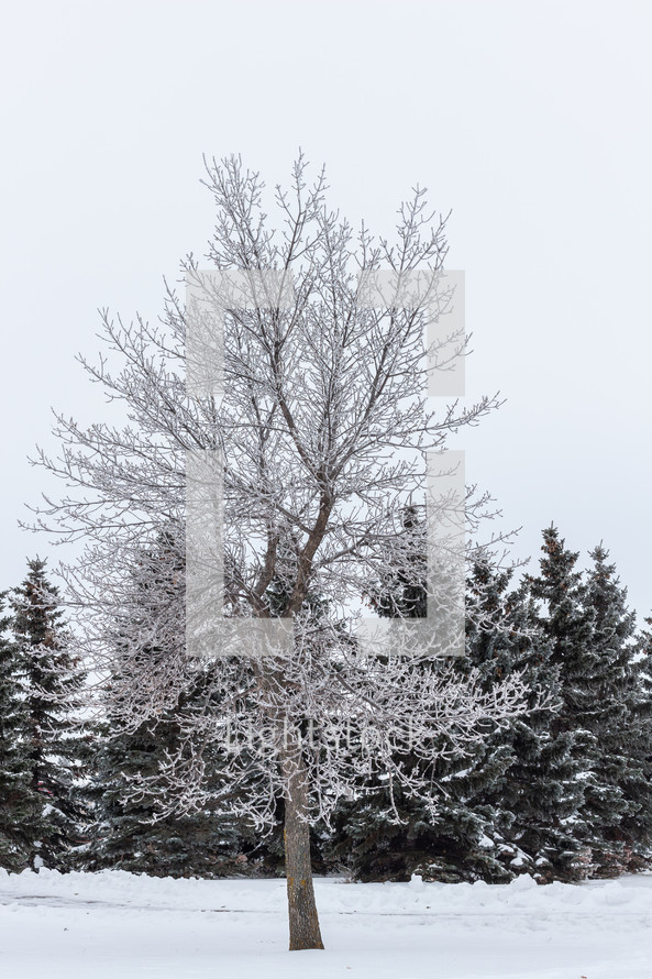 frosty bare winter tree 