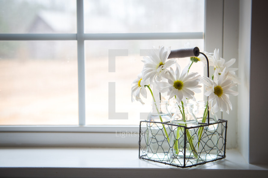 vases of daisies in a window sill 