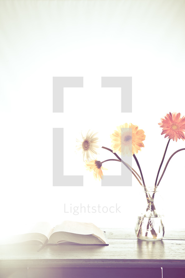 gerber daisies in a vase next to an open Bible