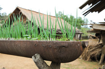 Old bombshell from Vietnam war era in a Hmong village is used as platform to grow onions