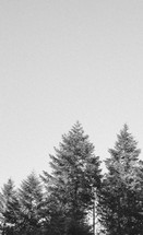 Forest in grainy black and white