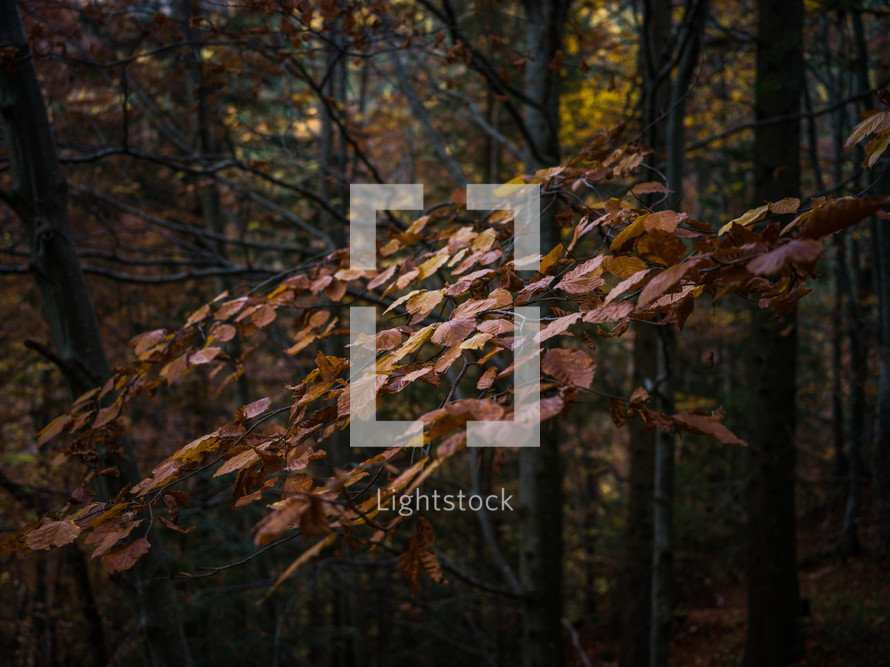 Brown autumn leaves in a forest