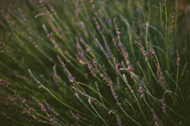 Field of lavender.