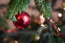A red Christmas ball hung on a Christmas tree bough.