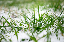 snow on green grass 