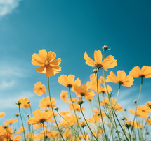 Yellow Flowers With Blue Sky