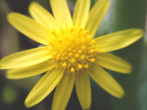 close up of a yellow flower