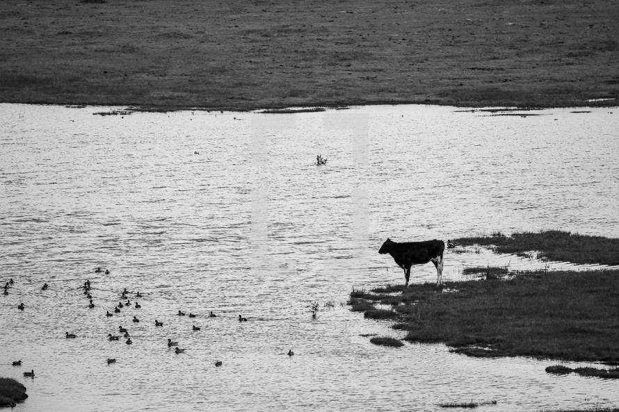 cattle in a lake 