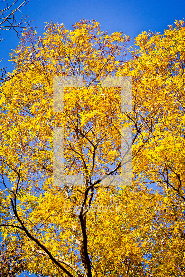 yellow fall leaves on a tree 