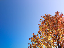 fall leaves on a tree and blue sky