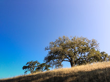 isolated tree on a hill 