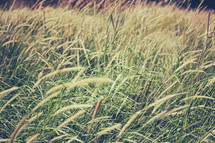 tall grass 