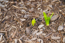 sprouting in mulch