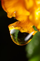 drop of water hanging from a flower after rain 