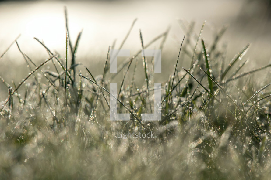 Grass covered in frost during the early morning. 