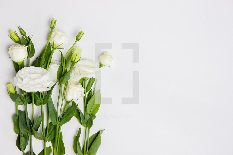 white roses on a white background