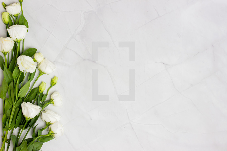 white roses on a white marbled background 