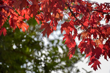 red fall leaves on a branch 