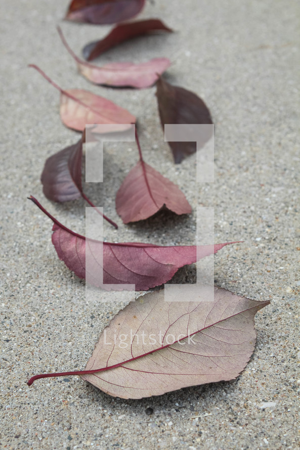 fall leaves on concrete 