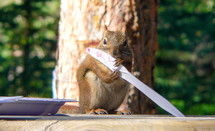 a squirrel licking a knife 