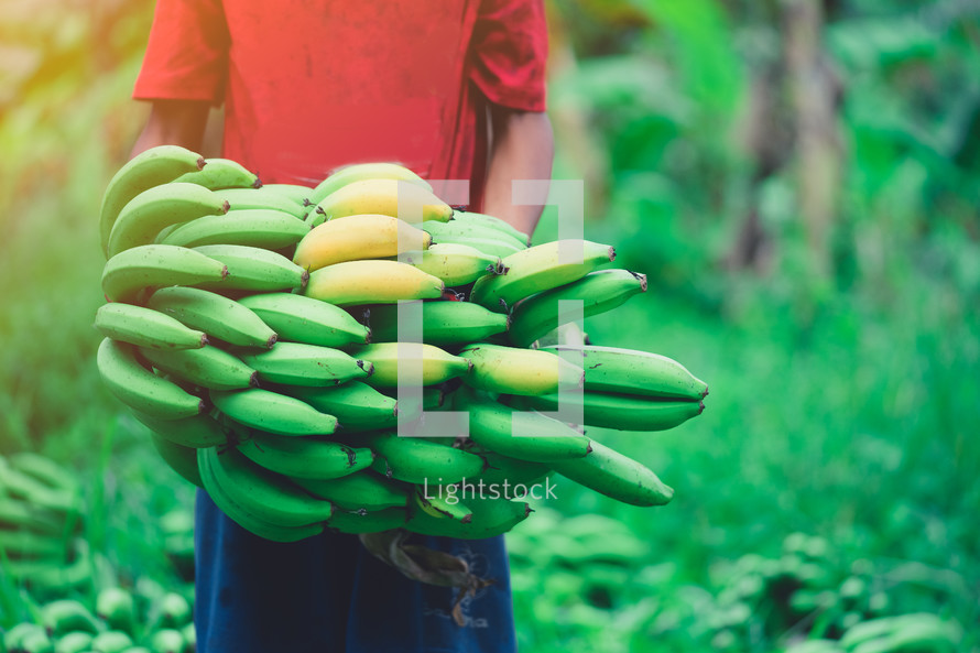 harvesting bananas 