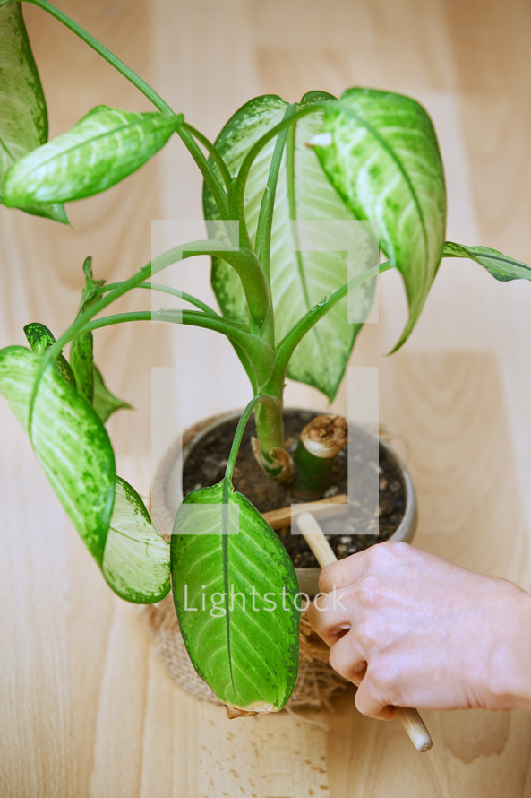 caring for a house plant 