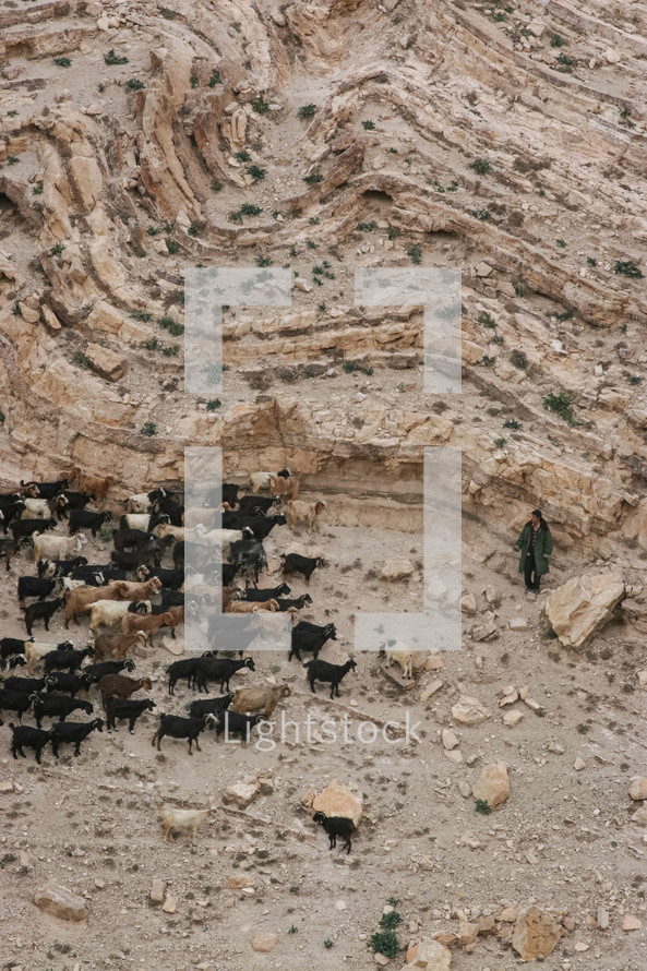 A shepherd with his goats on a mountainside 