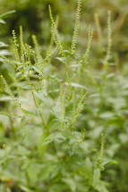 green plants closeup 