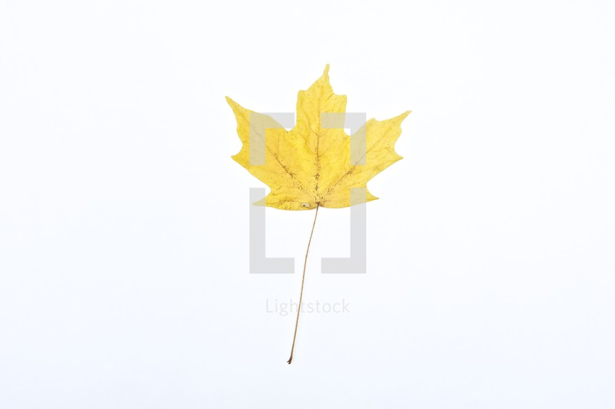 Yellow leaf isolated on white background.