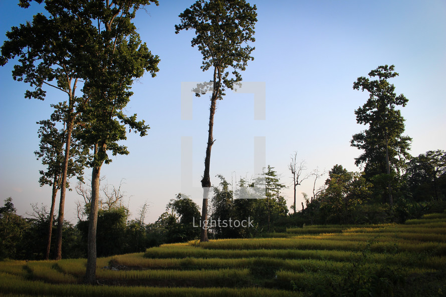 terraced land and trees 