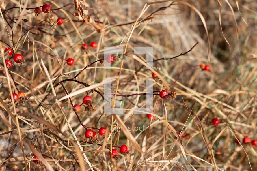 red berries and brown grasses 