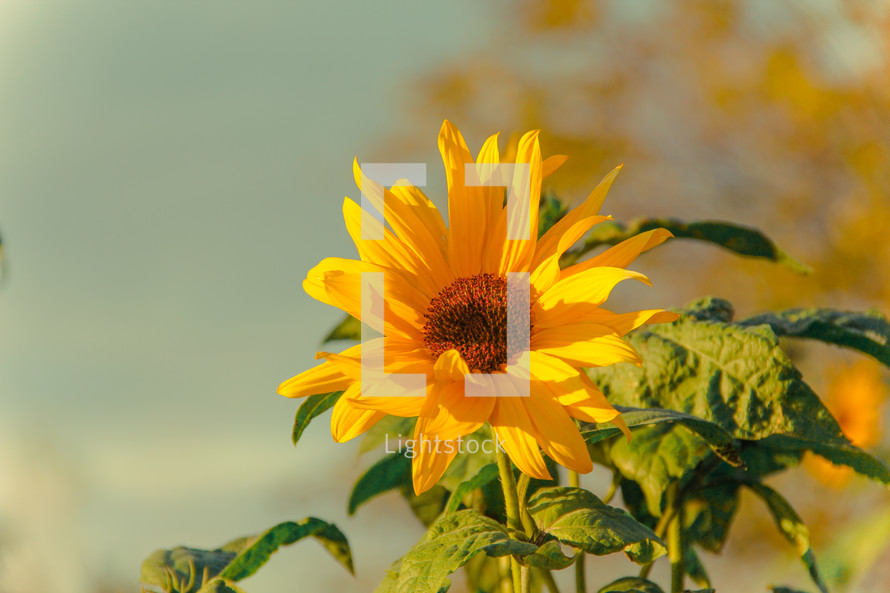 yellow sunflower in bloom 