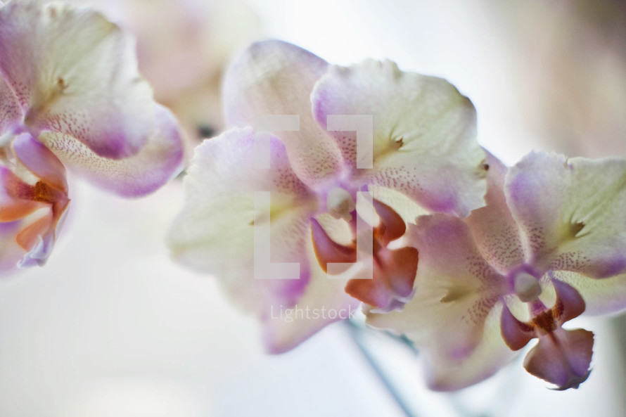 white and purple orchids 