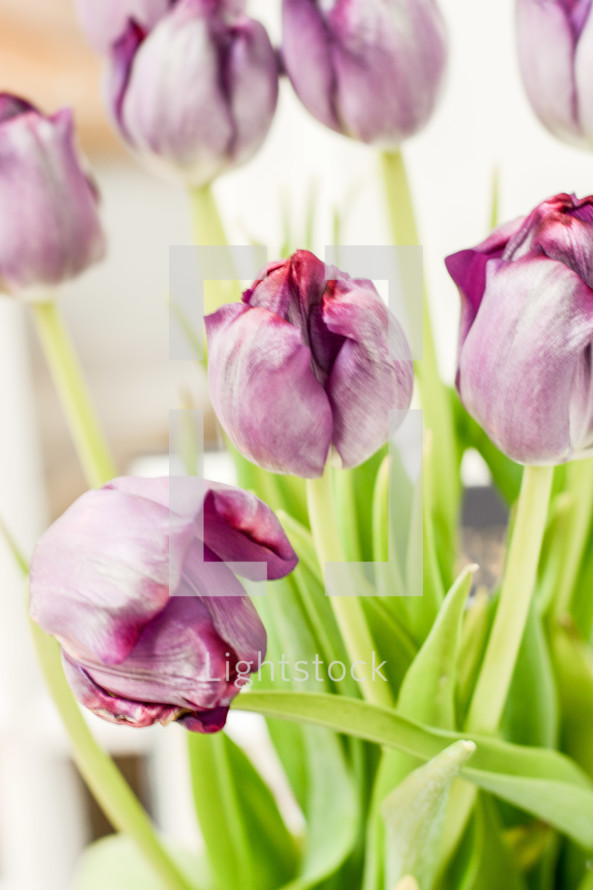 purple tulips in a vase 