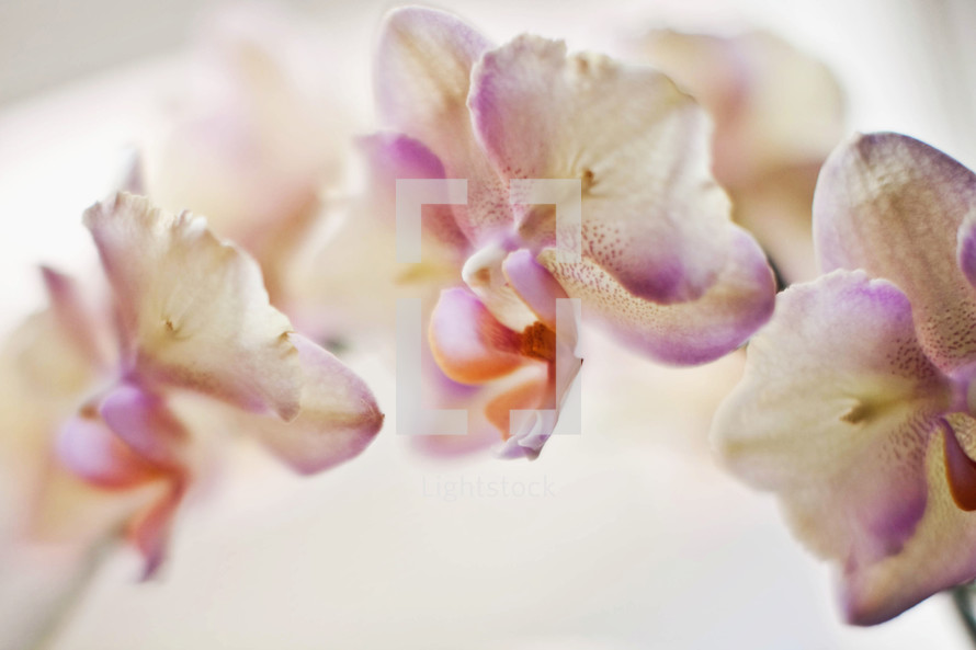 white and purple orchids 