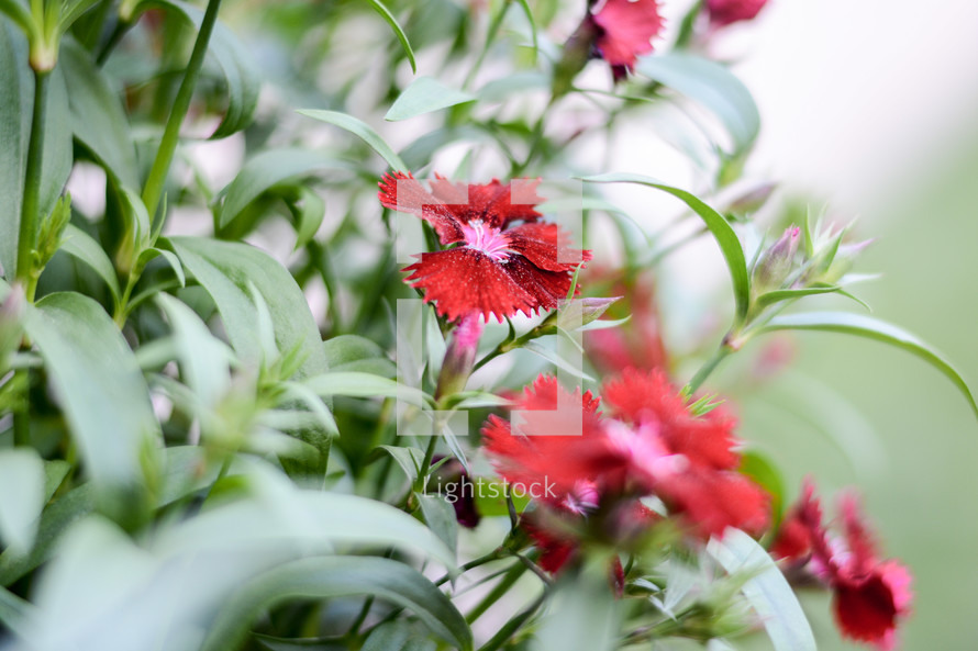 Red flowers and green leaves.