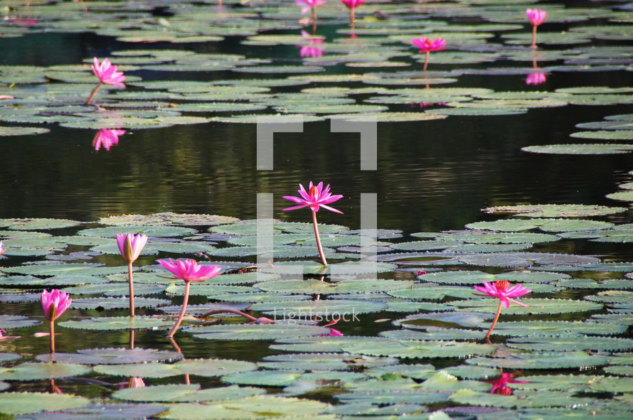 pond of water lilies