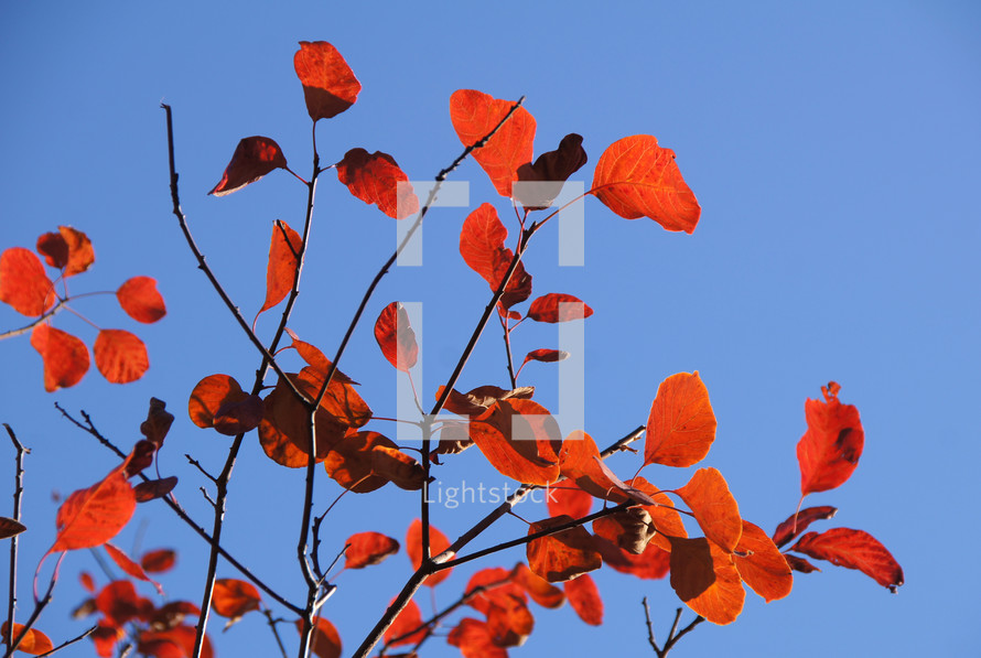 red autumn leaves on a tree against a blue sky