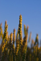 A wheat field close up silhouetted against a blue sky ready for harvest