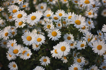 white daisies 
