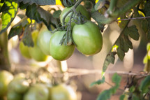 green tomatoes on a vine 