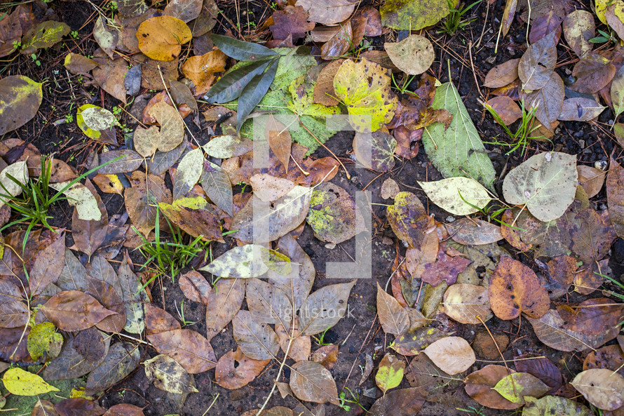 wet fall leaves in mud 