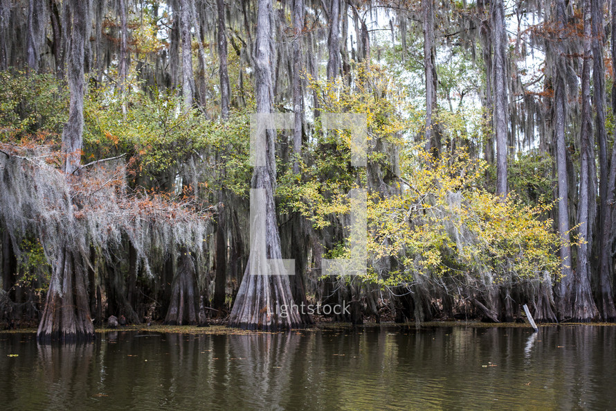cypress trees in a swamp