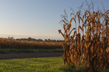 corn in a corn field 