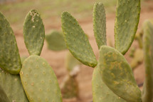 prickly pear cactus 