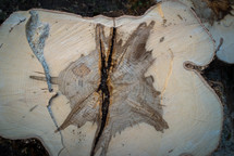 wood grains in a tree stump 