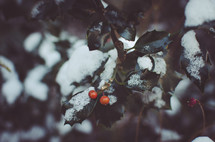 Ivy with red berries in the snow.