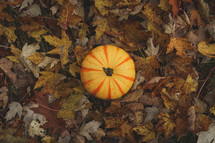 pumpkin in fall leaves 