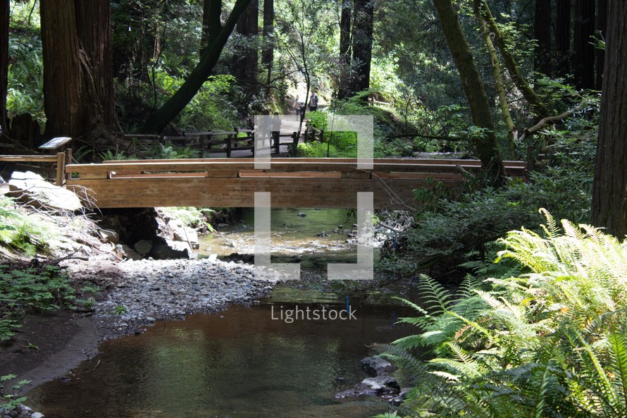 pedestrian bridge across a river in a redwood forest 