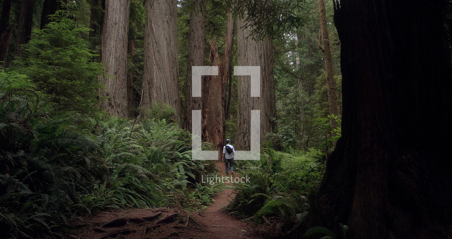man hiking in a redwood forest 